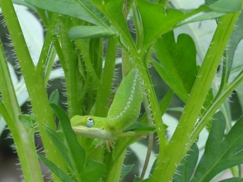 Anolis carolinensis