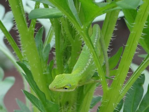 Anolis carolinensis