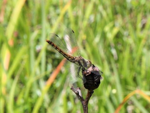 Nannophya pygmaea