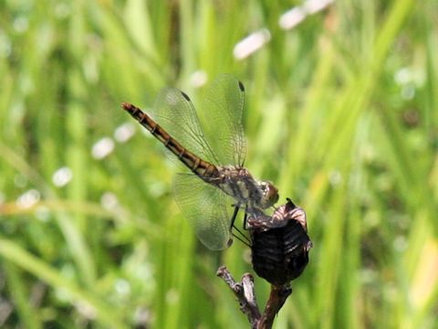 Nannophya pygmaea