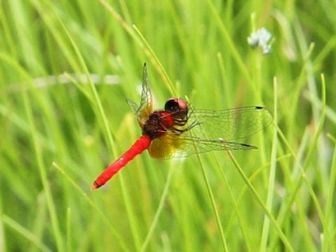 Nannophya pygmaea