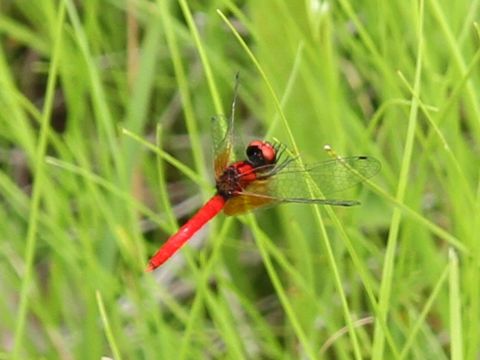 Nannophya pygmaea