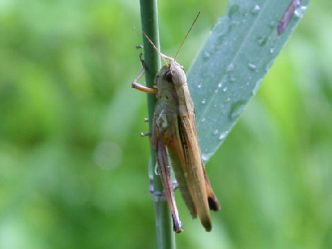 Oxya japonica