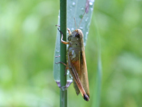 Oxya japonica