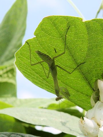 Hierodula patellifera