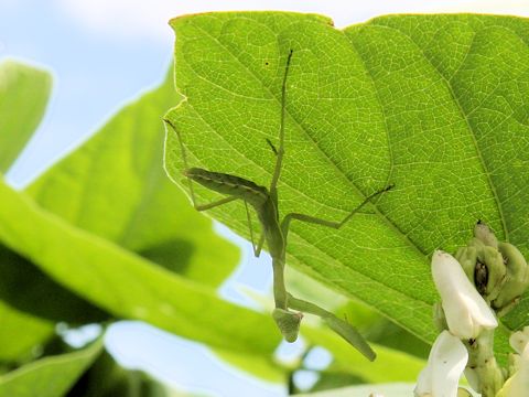 Hierodula patellifera