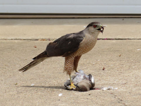 Falco peregrinus