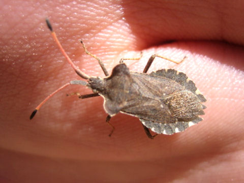 Coreus marginatus