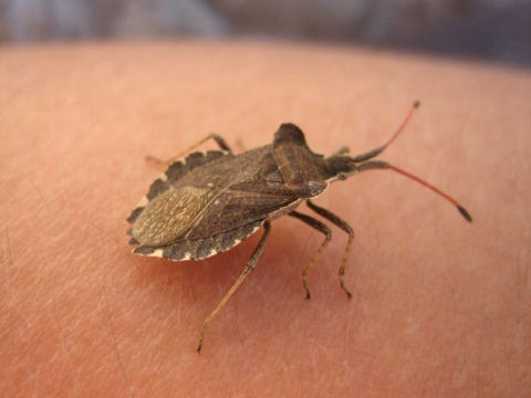 Coreus marginatus