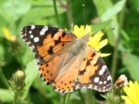 Cynthia cardui