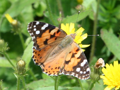 Cynthia cardui