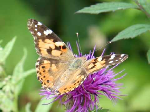 Cynthia cardui