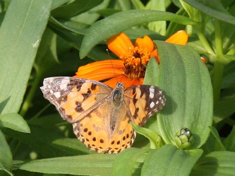 Cynthia cardui