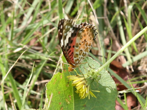 Cynthia cardui