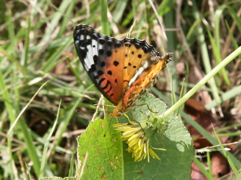 Cynthia cardui