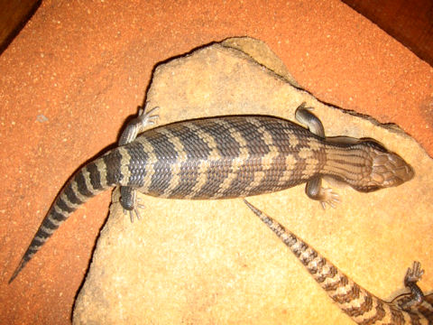 Tiliqua scinocoides scinocoides