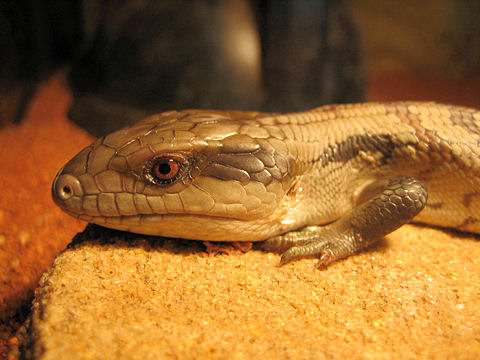 Tiliqua scinocoides scinocoides