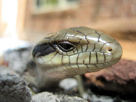 Tiliqua scinocoides scinocoides