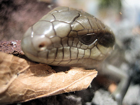 Tiliqua scinocoides scinocoides