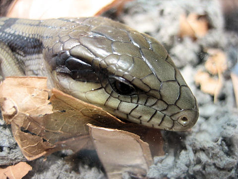 Tiliqua scinocoides scinocoides