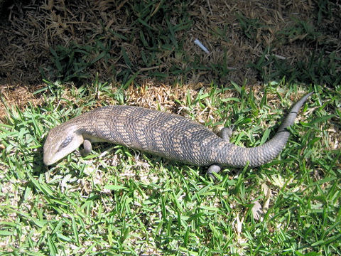 Tiliqua scinocoides scinocoides