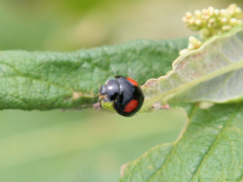 Chilocorus kuwanae