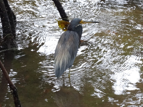 Egretta caerulea