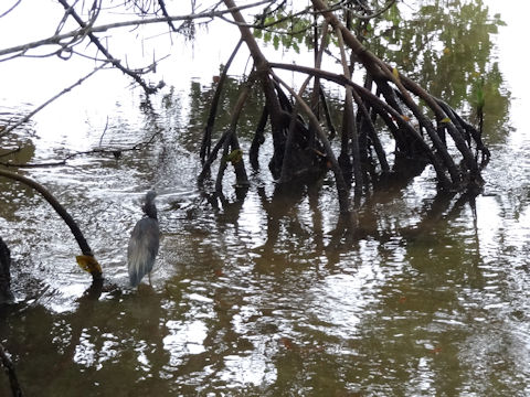 Egretta caerulea