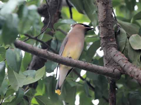 Bombycilla cedrorum