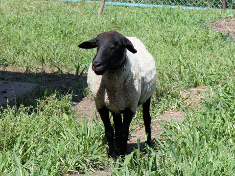 Ovis aries