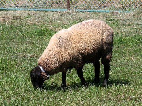 Ovis aries