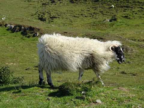 Ovis aries