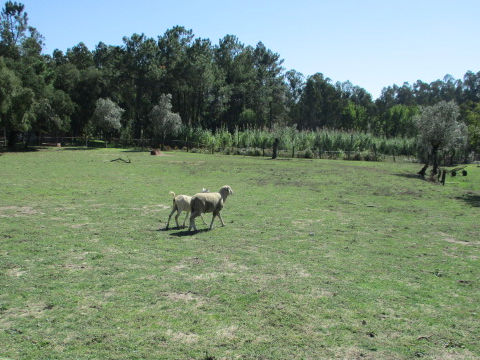 Ovis aries