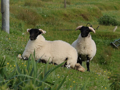 ヒツジ (Ovis aries)