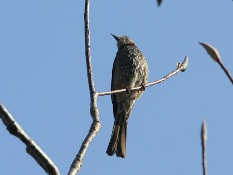 Hypsipetes amaurotis