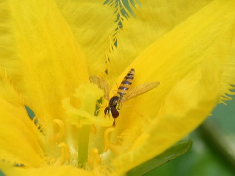 Sphaerophoria macrogaster