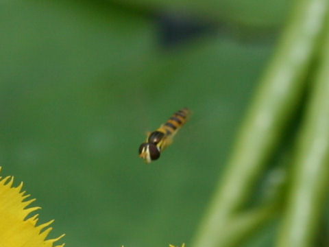 Sphaerophoria macrogaster