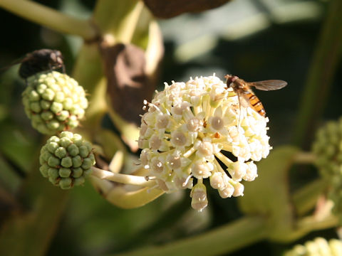 Sphaerophoria macrogaster