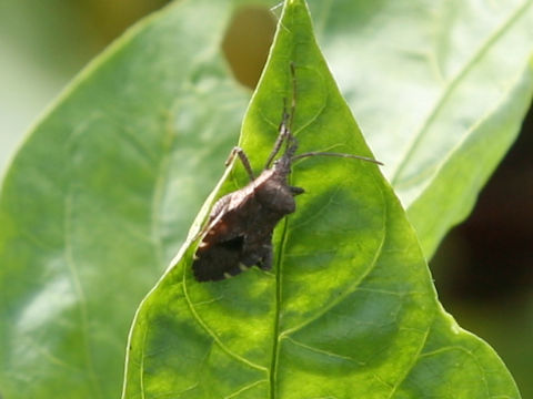 Acanthocoris sordidus