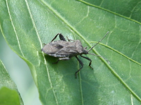 Acanthocoris sordidus