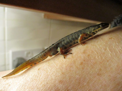 Triturus cristatus