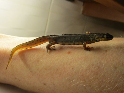 Triturus cristatus