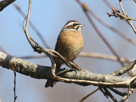 Emberiza cioides