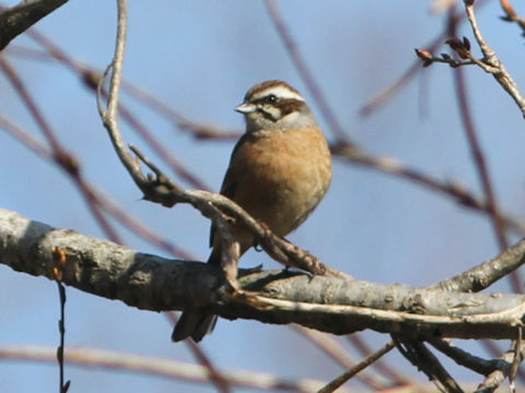 Emberiza cioides