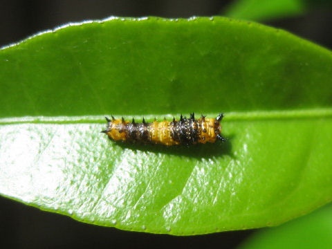 Papilio anactus