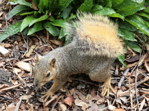 Spermophilus spilosoma