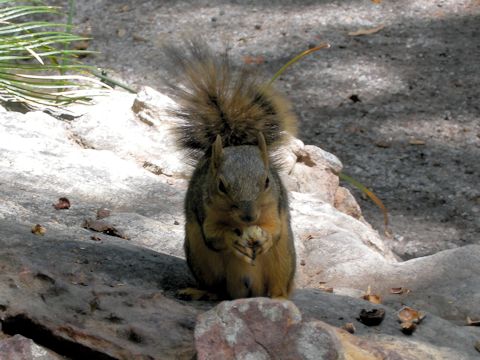 Spermophilus spilosoma