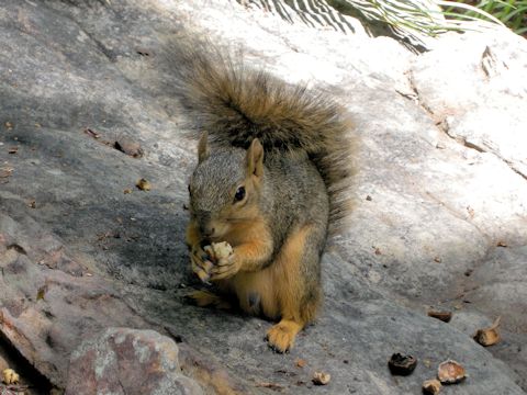 Spermophilus spilosoma