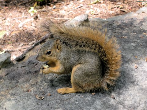 Spermophilus spilosoma