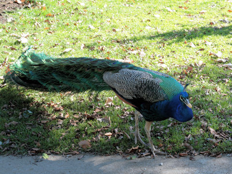 Pavo cristatus